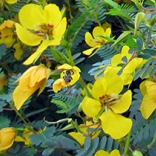 Bee pollinating partridge pea, Chamaecrista fasciculata