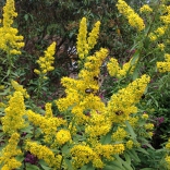 Showy Goldenrod, Solidago speciosa, photo: Chuck Landrey