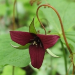 Red Trillium, Trillium erectum