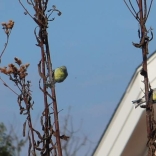 Goldfinch feeding from NY ironweed in winter. 