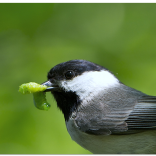 Chickadee with caterpillar, courtesy Smithsonian public domain