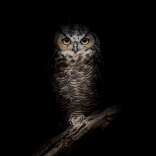 Owl hunting at night. Photo provided by International Dark-Sky Association.