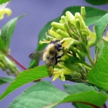 Bumblebee on bush honeysuckle. Photo: Kimberly Stoner, Ph.D.