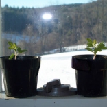 Spring seedlings in plastic pots 