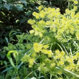 Yellow nutsedge, Cyperus esculentus 